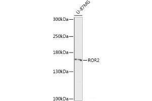 Western blot analysis of extracts of U-87MG cells using ROR2 Polyclonal Antibody at dilution of 1:1000. (ROR2 antibody)