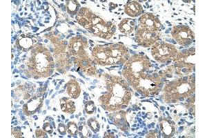 ALAS2 antibody was used for immunohistochemistry at a concentration of 4-8 ug/ml to stain Epithelial cells of renal tubule (arrows) in Human Kidney. (ALAS2 antibody)
