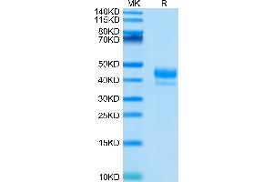 Human CD3E 1-27 peptide on Tris-Bis PAGE under reduced condition. (CD3 epsilon Protein (CD3E) (AA 23-48) (Fc-Avi Tag))