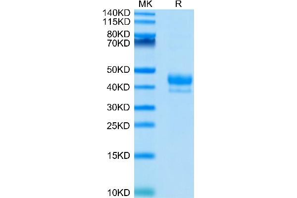 CD3 epsilon Protein (CD3E) (AA 23-48) (Fc-Avi Tag)