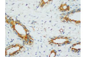 Immunohistochemistry (IHC) image for anti-Protein Phosphatase 2, Catalytic Subunit, alpha Isozyme (PPP2CA) (AA 6-20), (N-Term) antibody (ABIN3044492)