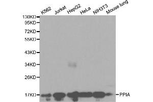 Western blot analysis of extracts of various cell lines, using PPIA antibody. (PPIA antibody)