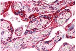Human Placenta: Formalin-Fixed, Paraffin-Embedded (FFPE) (Calnexin antibody  (AA 109-274))