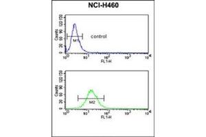 Flow cytometric analysis of NCI-H460 cells using NEDD4 Antibody (C-term) Cat. (NEDD4 antibody  (C-Term))