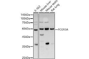 Western blot analysis of extracts of various cell lines, using FCGR3A antibody (ABIN3016243, ABIN3016244, ABIN3016245 and ABIN6219650) at 1:1000 dilution. (FCGR3A antibody  (AA 150-250))
