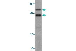Western blot analysis of COPS8 in human liver lysate with COPS8 polyclonal antibody  at 2 ug/mL .