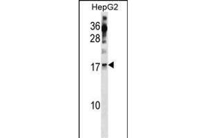 POLR2H Antibody (Center) (ABIN1881672 and ABIN2839092) western blot analysis in HepG2 cell line lysates (35 μg/lane). (POLR2H antibody  (AA 59-87))