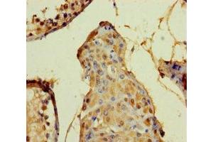 anti-Defensin, beta 104A (DEFB104A) (AA 23-72) antibody