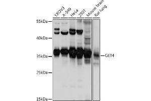 Western blot analysis of extracts of various cell lines, using GET4 antibody (ABIN7266388) at 1:1000 dilution. (Chromosome 7 Open Reading Frame 20 (C7orf20) (AA 1-327) antibody)
