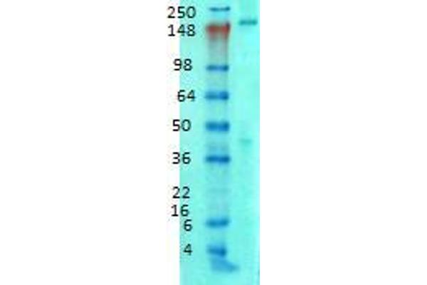 ANK2 antibody  (AA 203-496)