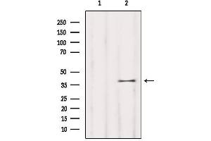 Western blot analysis of extracts from Mouse brain, using OR5T1 Antibody. (OR5T1 antibody)
