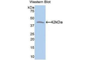 Western Blotting (WB) image for anti-Creatine Kinase, Muscle (CKM) (AA 11-367) antibody (ABIN3209308) (CKM antibody  (AA 11-367))