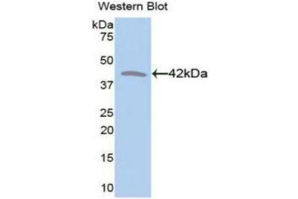 CKM antibody  (AA 11-367)