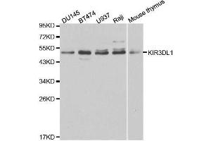 Western blot analysis of extracts of various cell lines, using KIR3DL1 antibody. (KIR3DL1 antibody  (AA 22-222))