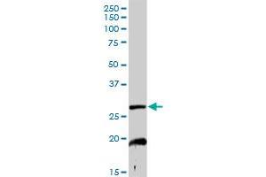 NDUFS3 MaxPab rabbit polyclonal antibody. (NDUFS3 antibody  (AA 1-264))