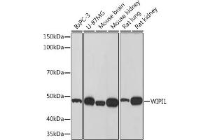 Western blot analysis of extracts of various cell lines, using WIPI1 Rabbit mAb (ABIN7271363) at 1:500 dilution. (WIPI1 antibody)