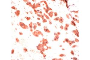Human placenta stained with Anti-FAP-1 (PTPN13 antibody  (AA 2290-2491))