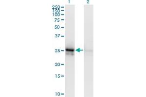 Western Blotting (WB) image for anti-Aldolase A, Fructose-Bisphosphate (ALDOA) (AA 1-364) antibody (ABIN559850)