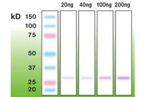 Image no. 1 for anti-Trypsin (C-Term) antibody (ABIN6756694) (Trypsin antibody  (C-Term))