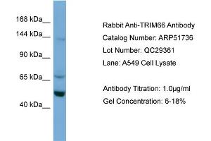 WB Suggested Anti-TRIM66  Antibody Titration: 0. (TRIM66 antibody  (N-Term))