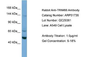 WB Suggested Anti-TRIM66  Antibody Titration: 0.