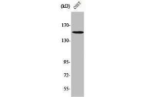 Western Blot analysis of COS7 cells using Phospho-PLC γ1 (Y771) Polyclonal Antibody (Phospholipase C gamma 1 antibody  (pTyr771))