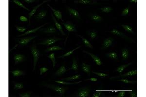 Immunofluorescence (IF) image for anti-Peptidylprolyl Isomerase D (PPID) (AA 1-370) antibody (ABIN948298)