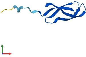 Protein Structure (PS) image for Mitochondrial Ribosomal Protein L33 (MRPL33) (AA 1-65) protein (Fc Tag) (ABIN7551466)