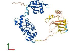 AlphaFold protein structure predicition of Human Recombinant NXF5 Protein, UniprotID Q9H1B4