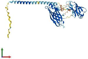 AlphaFold protein structure predicition of Human Recombinant SYT5 Protein, UniprotID O00445 (Synaptotagmin V Protein (SYT5) (AA 1-386) (His tag))