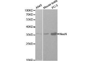 Western blot analysis of extracts of various cells, using NeuN(RBFOX3) antibody. (NeuN antibody)