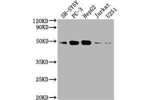 Western Blot Positive WB detected in: SH-SY5Y whole cell lysate, PC3 whole cell lysate, HepG2 whole cell lysate, Jurkat whole cell lysate, U251 whole cell lysate All lanes: EDG1 antibody at 1:2000 Secondary Goat polyclonal to rabbit IgG at 1/50000 dilution Predicted band size: 43 kDa Observed band size: 43 kDa (Recombinant S1PR1 antibody)