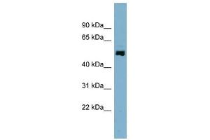 STAMBPL1 antibody used at 1 ug/ml to detect target protein. (STAMBPL1 antibody  (N-Term))