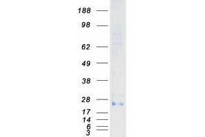Validation with Western Blot
