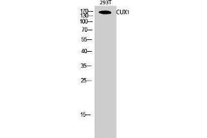 Western Blotting (WB) image for anti-Cut-Like Homeobox 1 (CUX1) (N-Term) antibody (ABIN3174329) (CUX1 antibody  (N-Term))