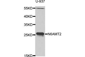 Western blot analysis of extracts of U-937 cells, using N6AMT2 antibody (ABIN5975138) at 1/1000 dilution. (N6AMT2 antibody)