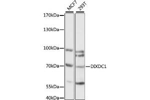 Western blot analysis of extracts of various cell lines, using DIXDC1 antibody (ABIN7266803) at 1:1000 dilution. (DIXDC1 antibody  (AA 173-472))