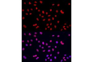 Immunofluorescence analysis of A-549 cells using Lamin A/C Rabbit pAb (ABIN6133798 and ABIN6143078) at dilution of 1:150 (40x lens). (Lamin A/C antibody)