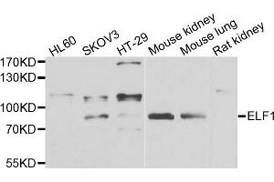 Western blot analysis of extracts of various cell lines, using ELF1 antibody. (ELF1 antibody)