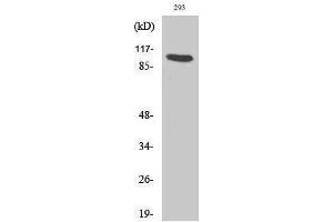 Western Blotting (WB) image for anti-Aryl Hydrocarbon Receptor (AHR) (Lys538) antibody (ABIN3183204) (Aryl Hydrocarbon Receptor antibody  (Lys538))