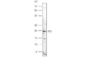 Human MG-63 lysates probed with Rabbit Anti-P21 Polyclonal Antibody, Unconjugated  at 1:5000 for 90 min at 37˚C. (p21 antibody  (AA 21-100))