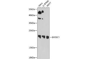 Western blot analysis of extracts of various cell lines, using EXOSC1 antibody  at 1:1000 dilution. (EXOSC1 antibody  (AA 1-195))