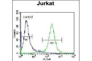 DARS Antibody (N-term) (ABIN655040 and ABIN2844671) flow cytometric analysis of Jurkat cells (right histogram) compared to a negative control cell (left histogram). (DARS antibody  (N-Term))