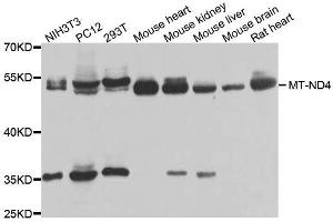 Western blot analysis of extracts of various cell lines, using MT-ND4 antibody (ABIN6003649) at 1/1000 dilution.