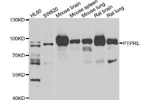 Western blot analysis of extracts of various cell lines, using PTPRE antibody. (PTPRE antibody)