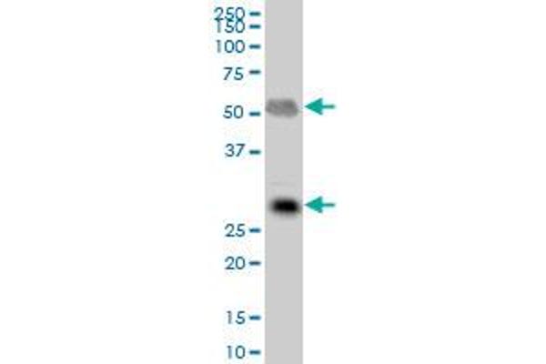 IGLL1 antibody  (AA 1-213)