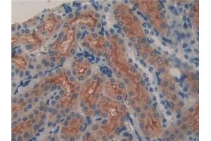 Detection of LCN8 in Mouse Kidney Tissue using Polyclonal Antibody to Lipocalin 8 (LCN8) (LCN8 antibody  (AA 27-176))