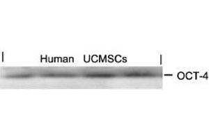 Western blot analysis of extracts from human Umbilical cord mesenchymal stem cell using OCT-4. (OCT4 antibody  (AA 232-236))