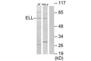 Western blot analysis of extracts from Jurkat cells and HeLa cells, using ELL antibody. (ELL antibody)