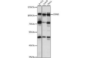 Western blot analysis of extracts of various cell lines, using CEP85 antibody (ABIN7266281) at 1:1000 dilution. (CEP85 antibody  (AA 130-430))